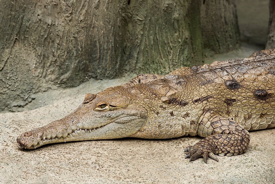 6 Facts About the Endangered Siamese Crocodile