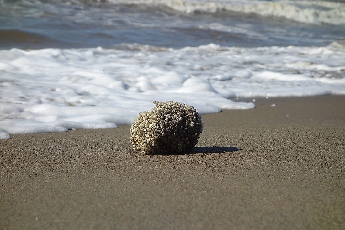 A Mediterrean sea sponge in Italy. 