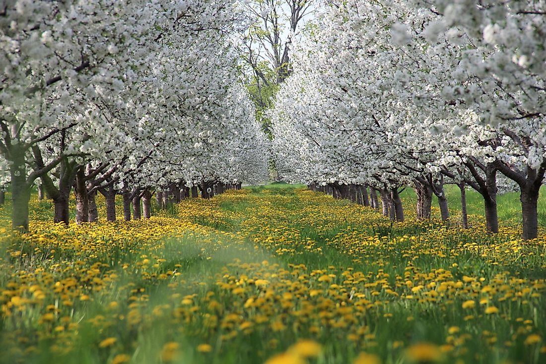 Apple blossom flowers in Traverse City. 