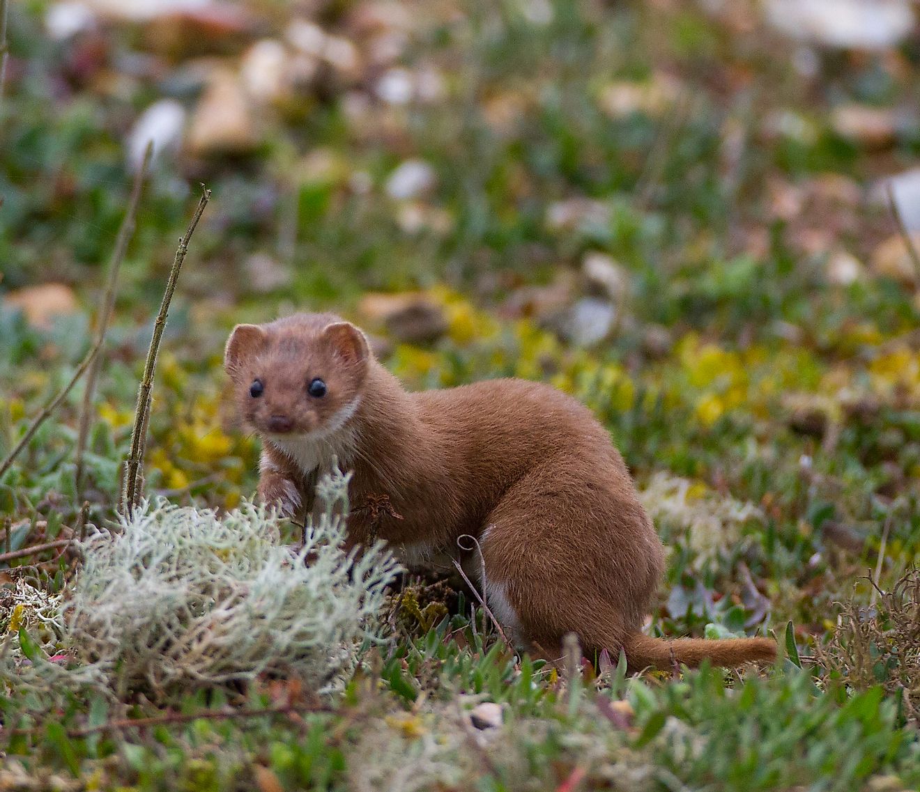 A weasel in the taiga. Image credit: Roger Amer/Shutterstock.com