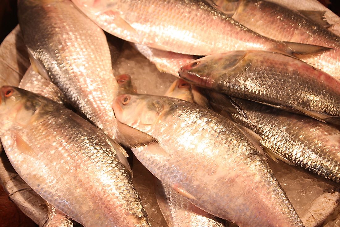 Hilsa is the national fish of Bangladesh and a popular food in the region. Photo credit: Shutterstock.