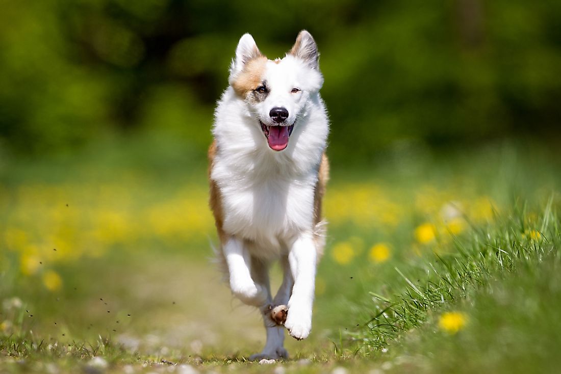 Icelandic sheepdog. 