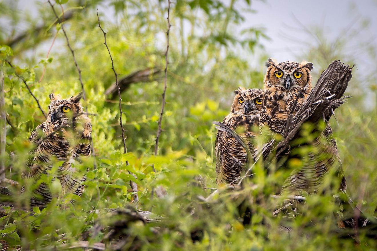 Parliament of Great Horned Owls. Image credit: RogersPhotography/Shutterstock.com