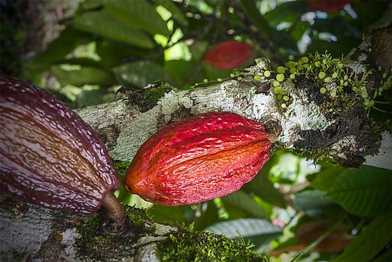 Cacao tree with ripening fruits. The fruits are filled with the cocoa beans from which chocolate and cocoa products are sourced.