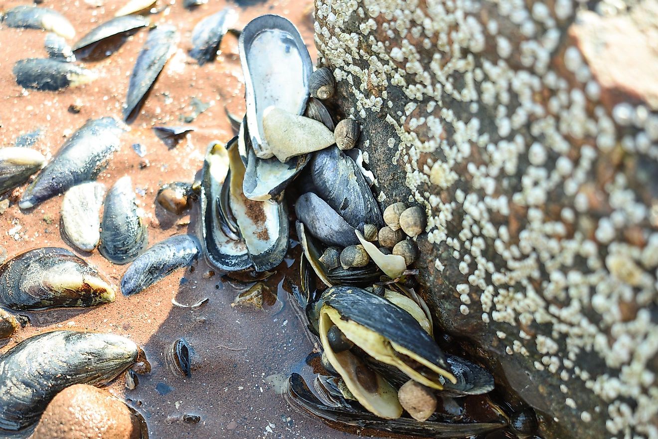 In the past, 80 species of mussels lived in the Ohio River, but currently, we can find only 50 species.