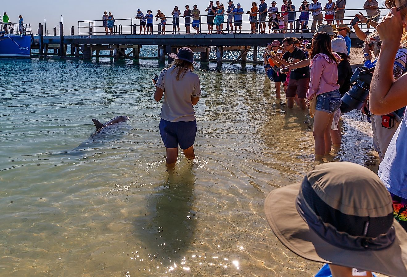 Dolphins in Monkey Mia, Australia. Image credit Ryan Hoi via Shutterstock