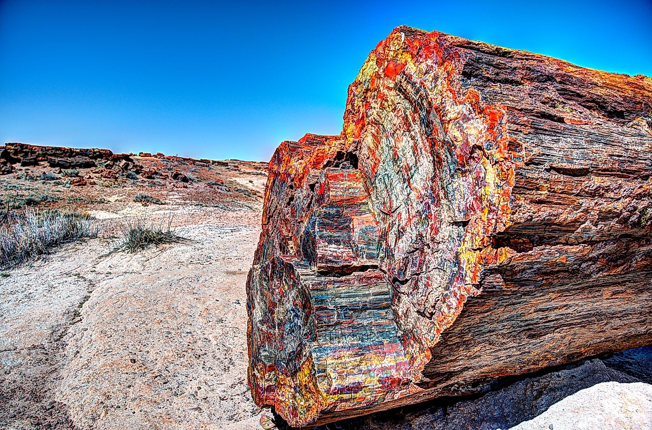 Petrified Forest multicolored wood
