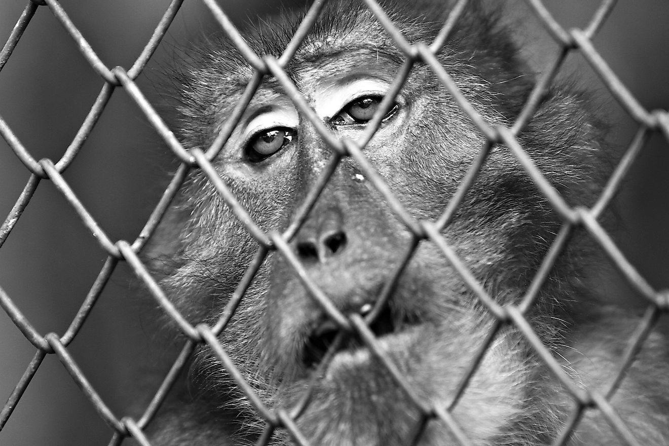 Trapped in a cage for a lifetime, the monkey's eyes says it all. Image credit: Kosin Sukhum/Shutterstock.com