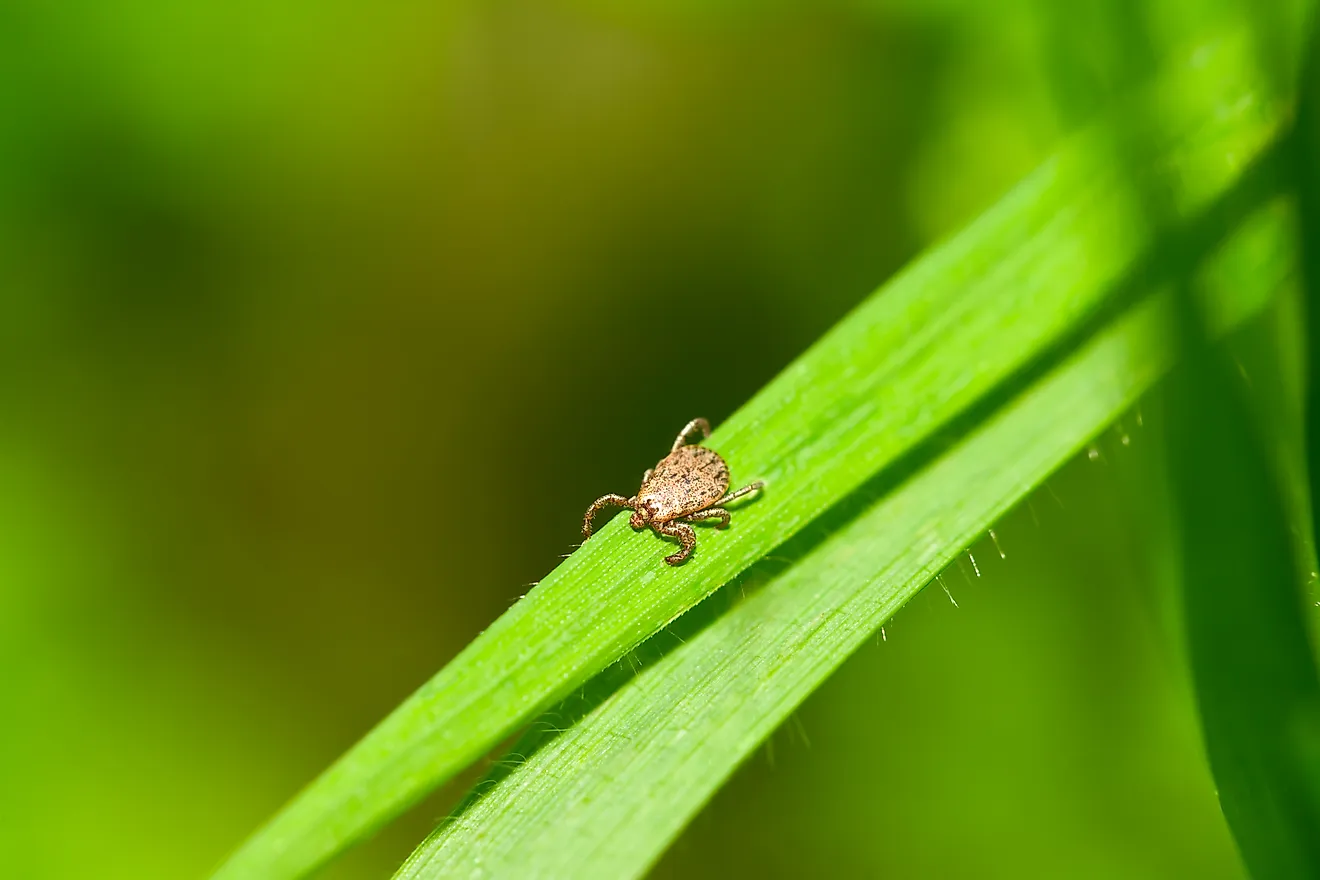 Male Pacific Coast Tick, Dermacentor occidentalis, on blade of grass