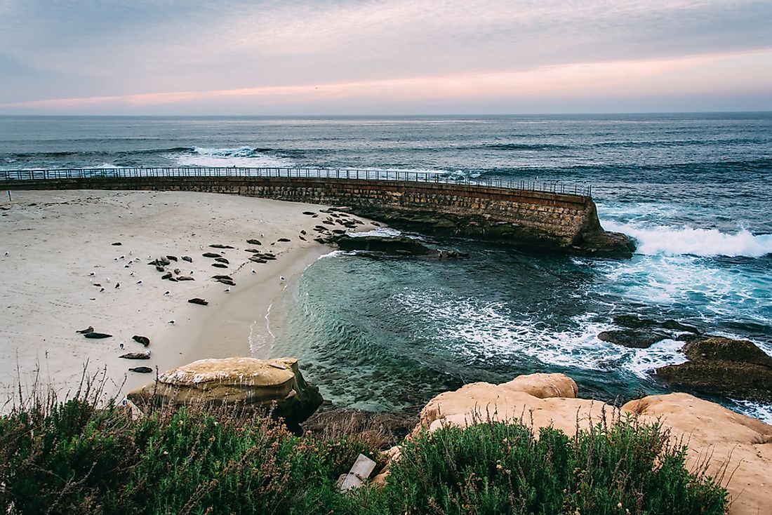Seals in La Jolla, California.