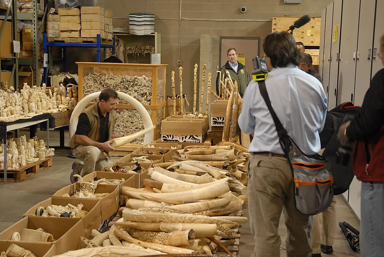 Seized ivory slated for destruction in the crush