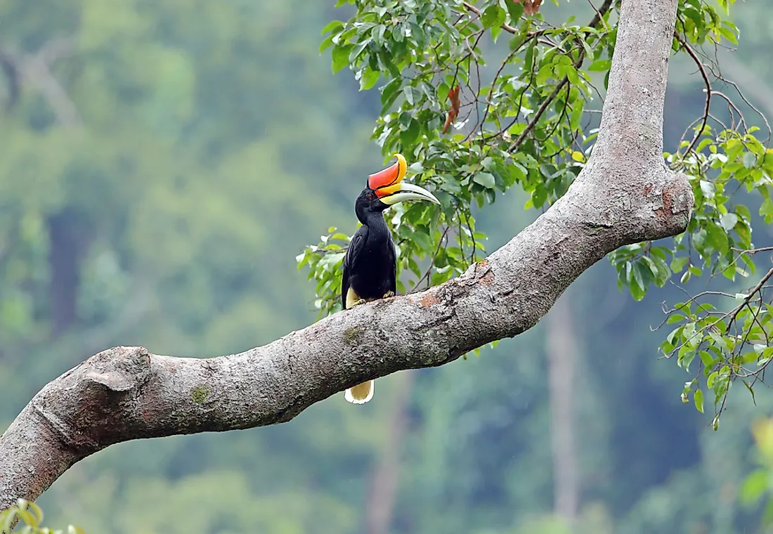 The Sundaland hosts 17% of the Earth’s birds.