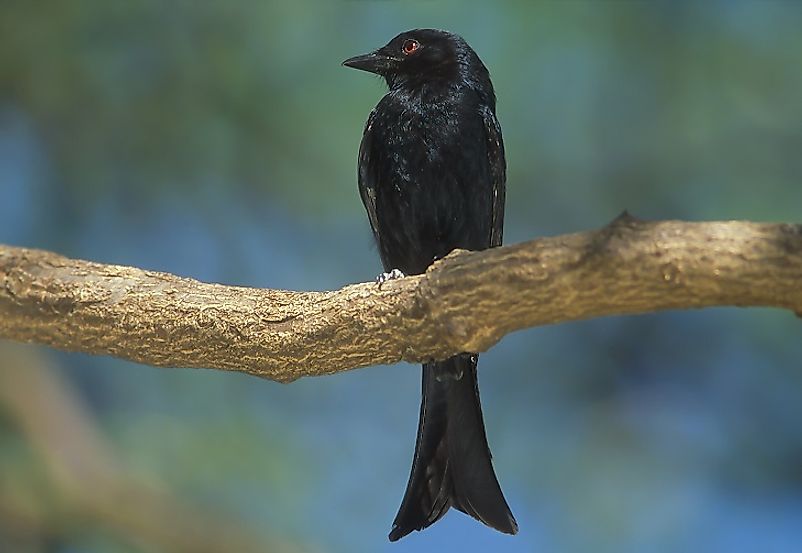 The Fork-Tailed Drongo.