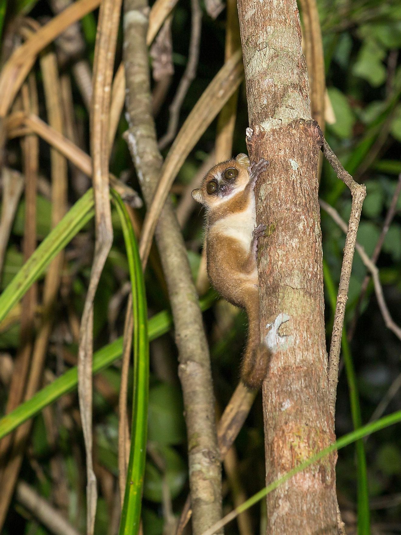 Pygmy mouse lemur on the tree at night. (Microcebus myoxinus) Madagascar. Image credit: Anna Veselova/Shutterstock.com