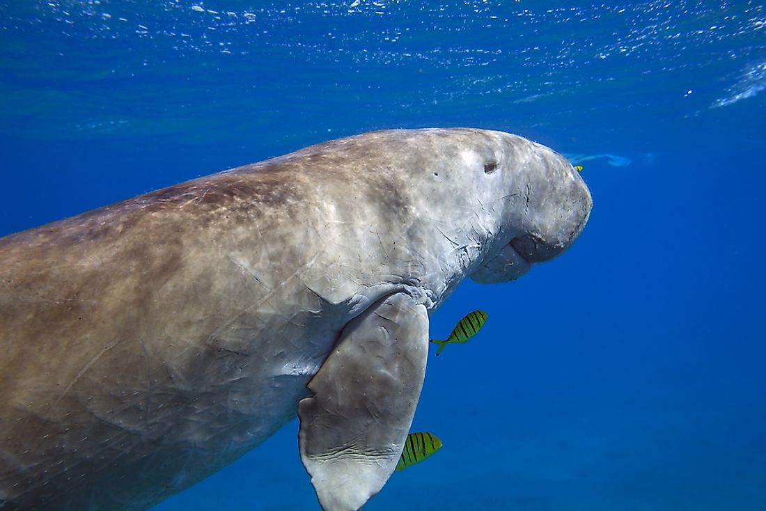 A dugong off the coast of Egypt. 
