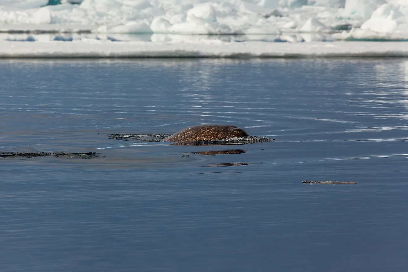 Majestic Narwhal Surfacing in the Arctic Ocean Near Ice Floes