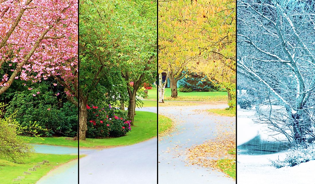 A tree lined road depicting the changes of the four seasons: spring, summer, fall, and winter.