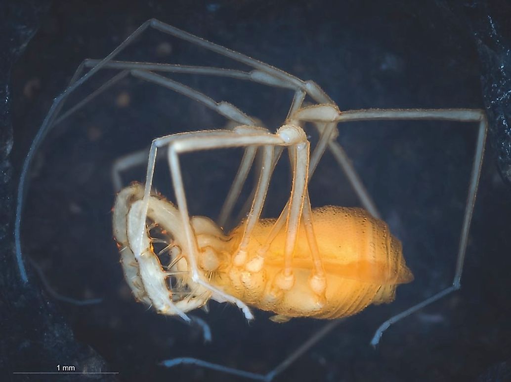 Lola Konavoka. Credit: Durrell-Ubick-©-2019-California-Academy-of-Sciences