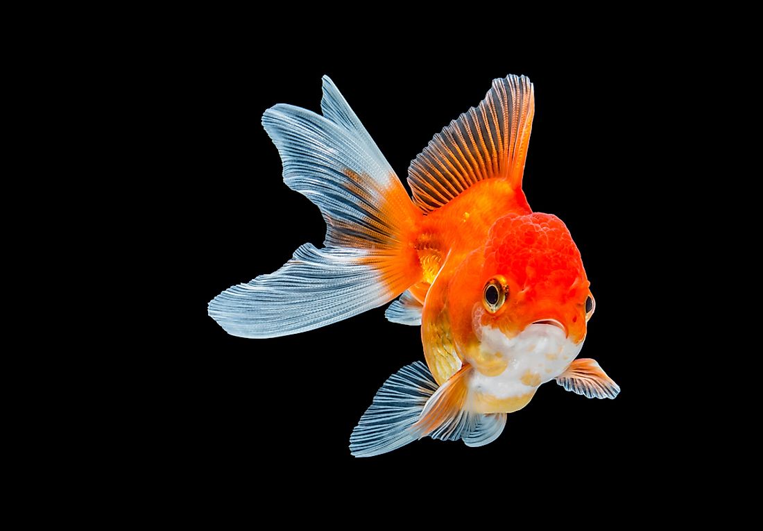 A goldfish is an example of a stenohaline organism. 