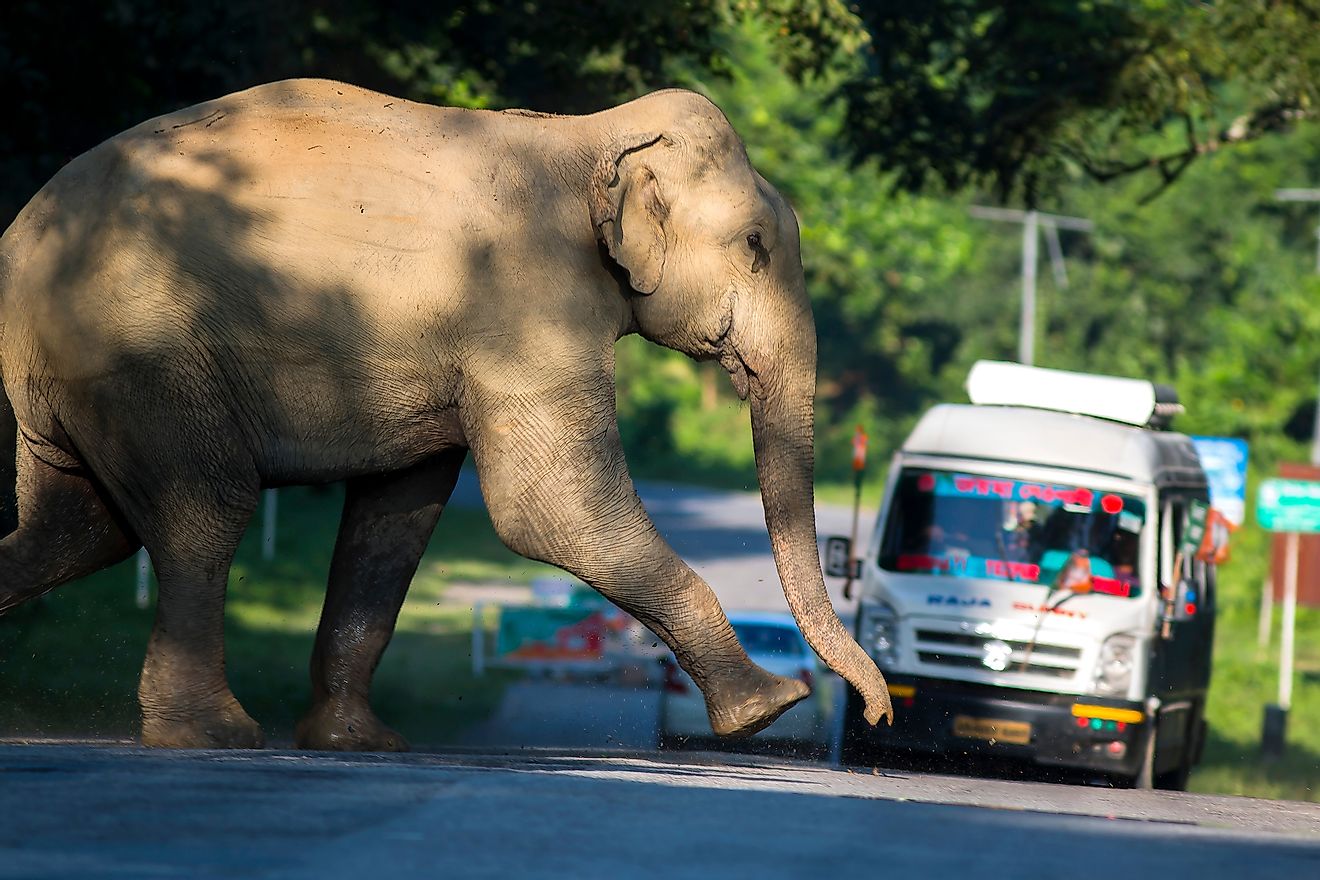 An elephant crossing a national highway near the Kaziranga National Park.