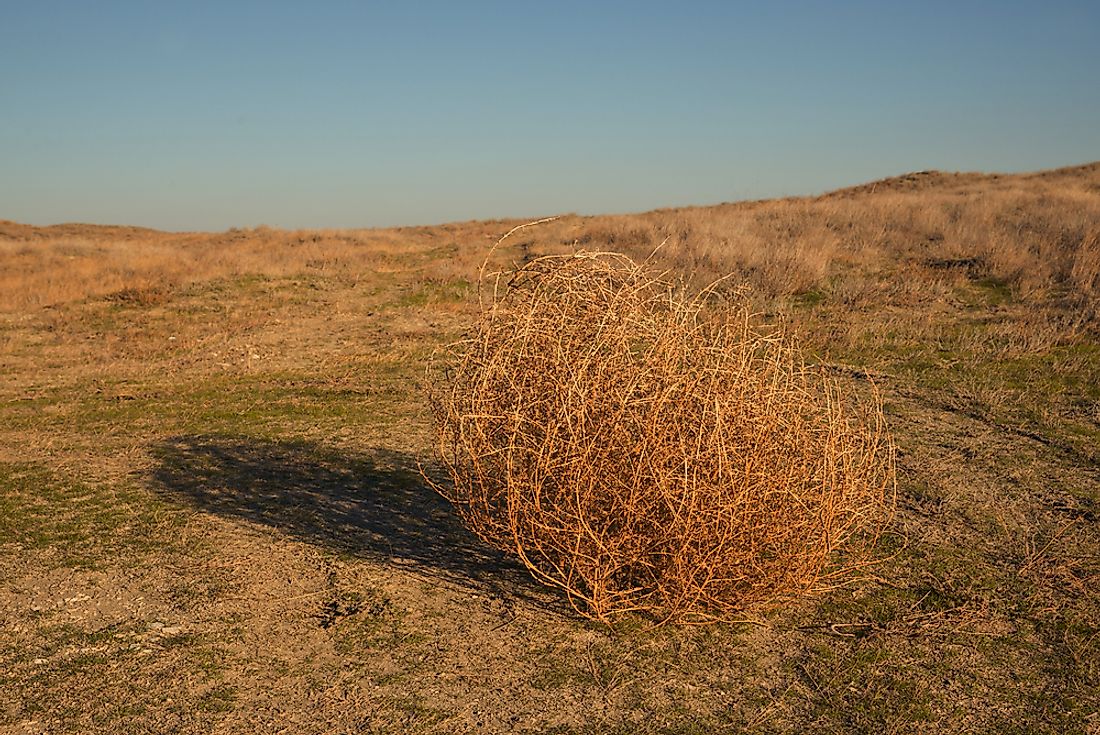 A large tumbleweed in an arid landscape.
