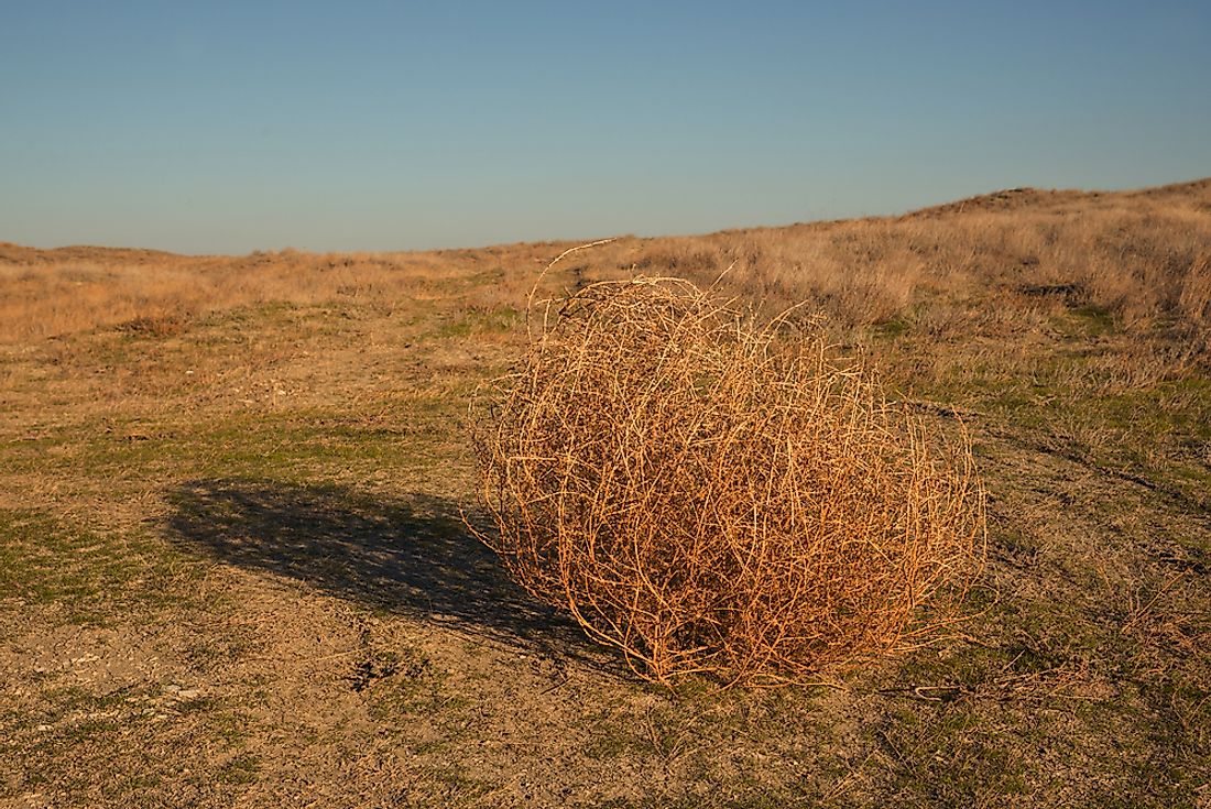 A large tumbleweed in an arid landscape.