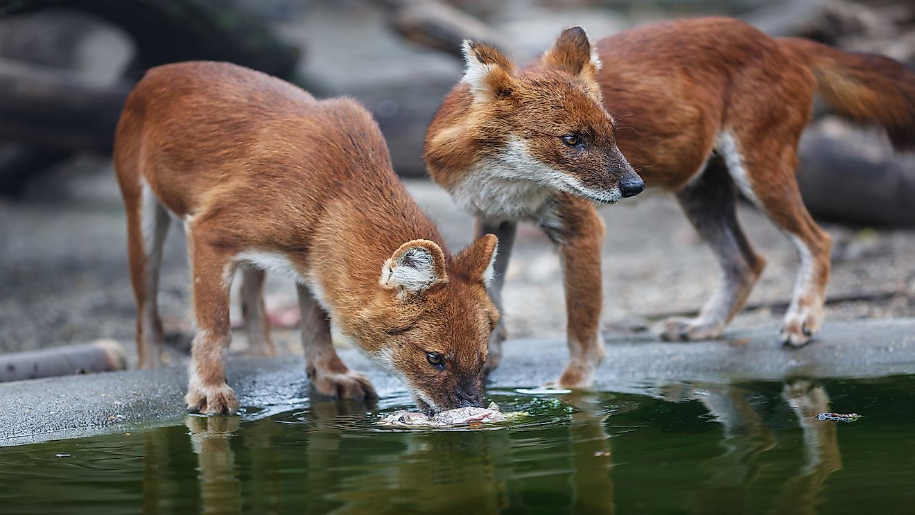 Red wolf is one of the most threatened species in the United States