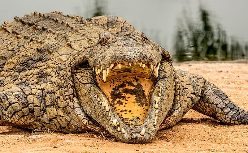 Close-up of a Nile crocodile.