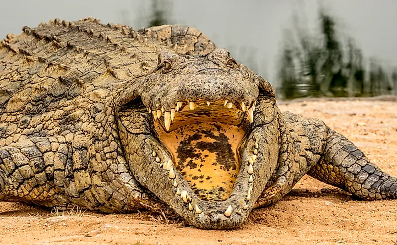 What's the Difference Between an Alligator and a Crocodile?