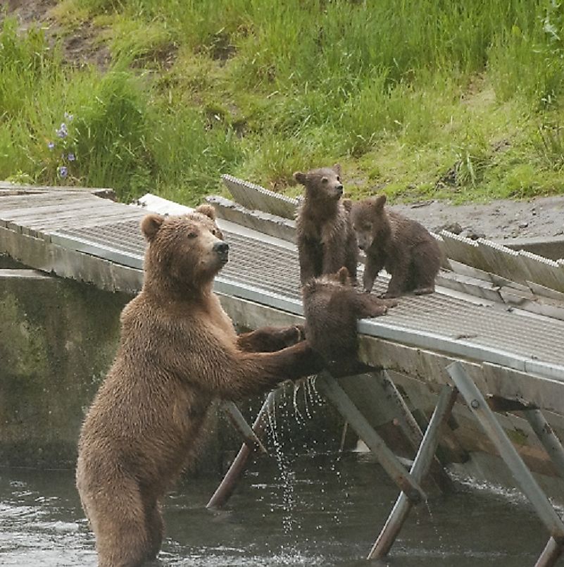 Grizzly bear, Weight, Habitat, & Facts