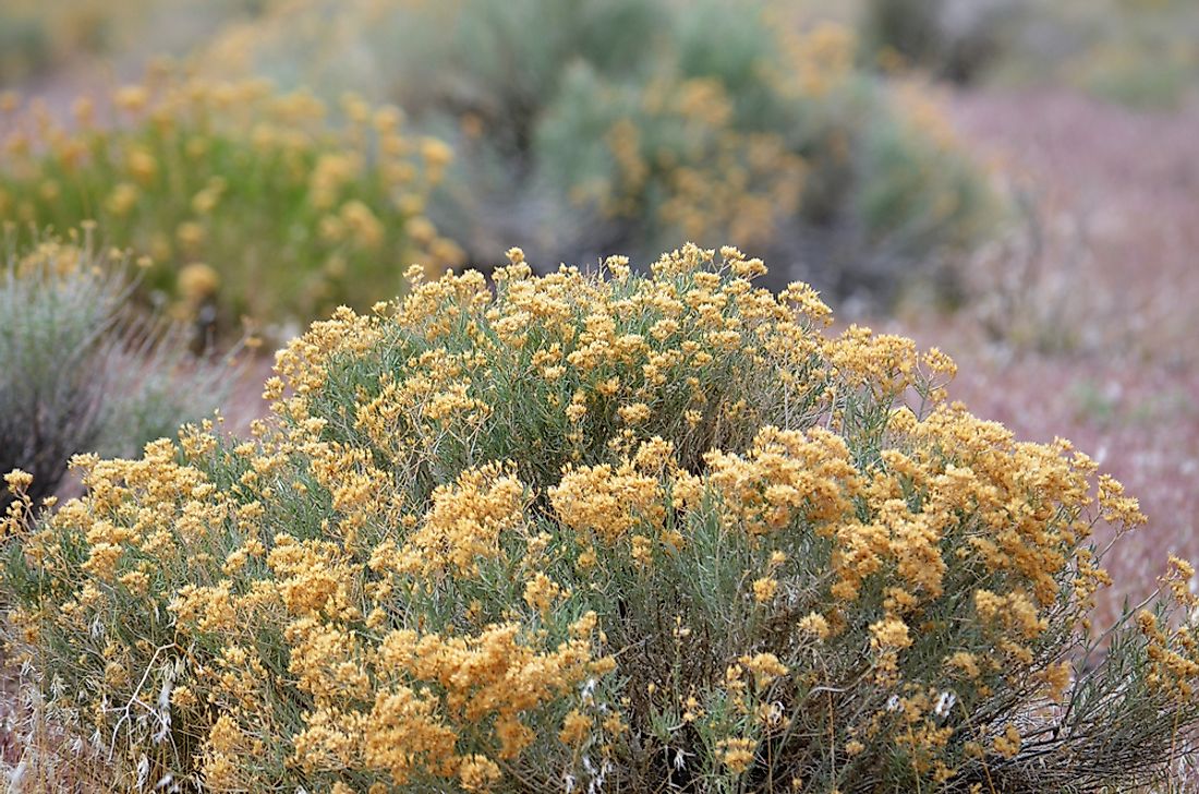 The sagebrush plant in Nevada. 