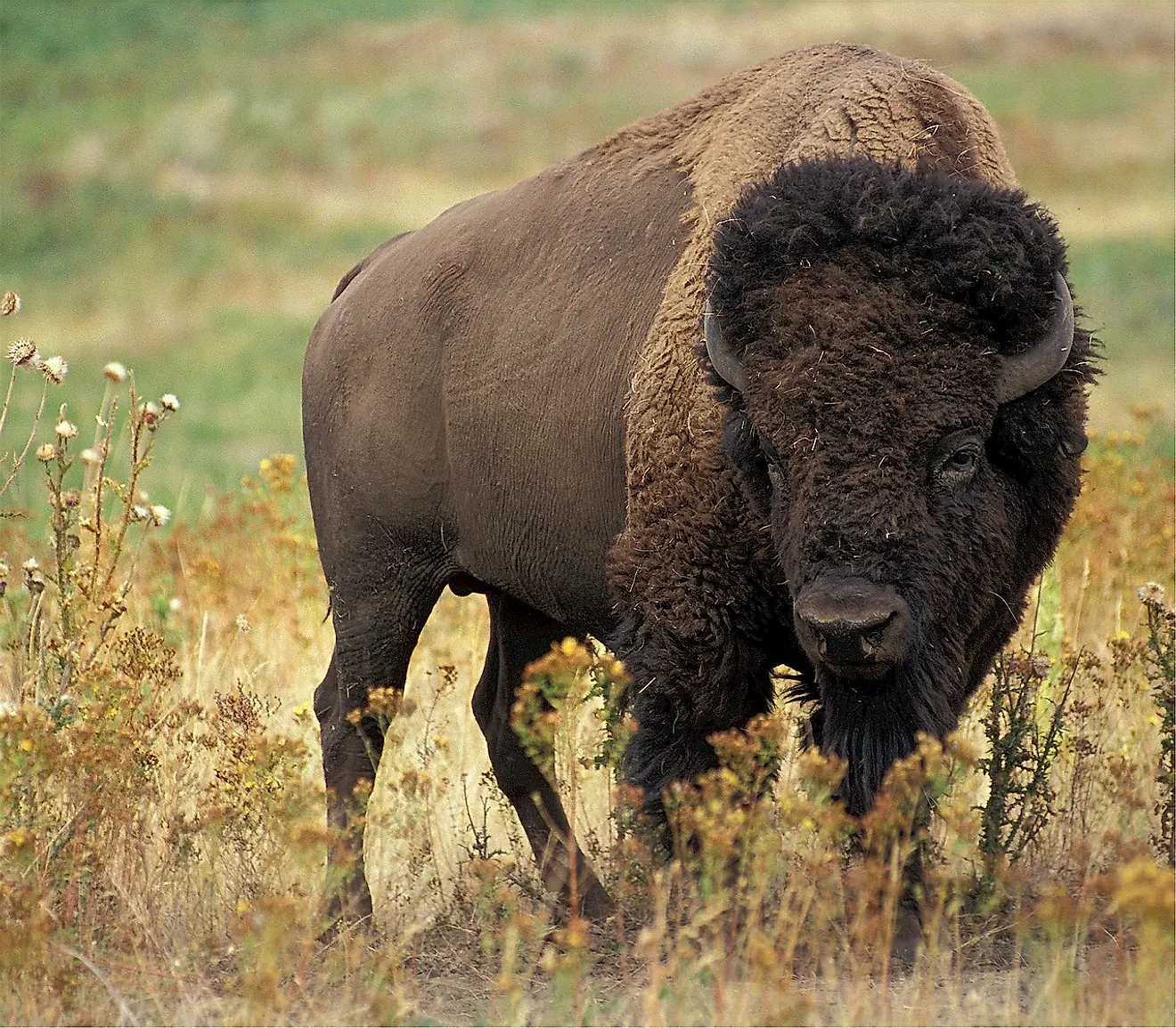 These bovines once roamed the American Great Plains freely, but now exist almost entirely within the range and farm settings.