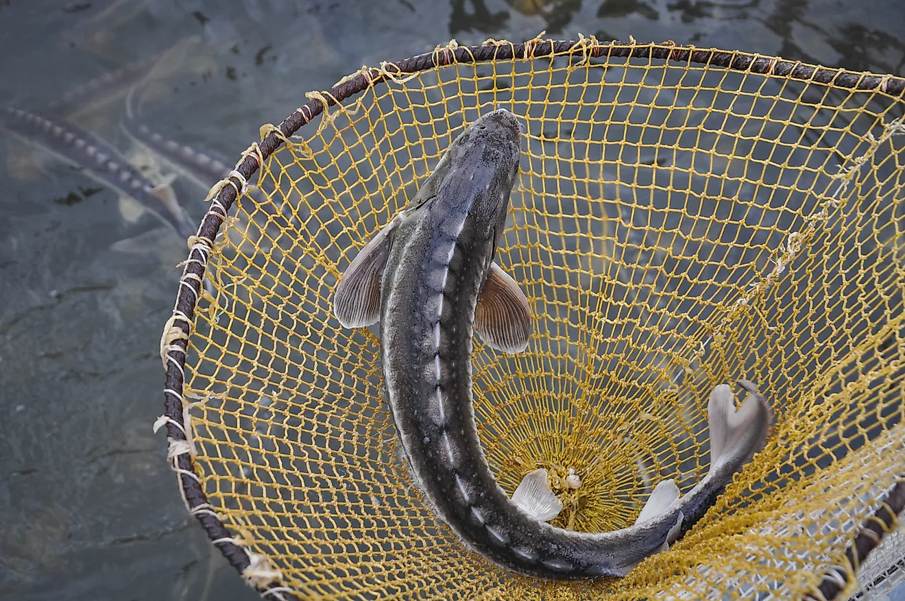 Sturgeon fish in river water