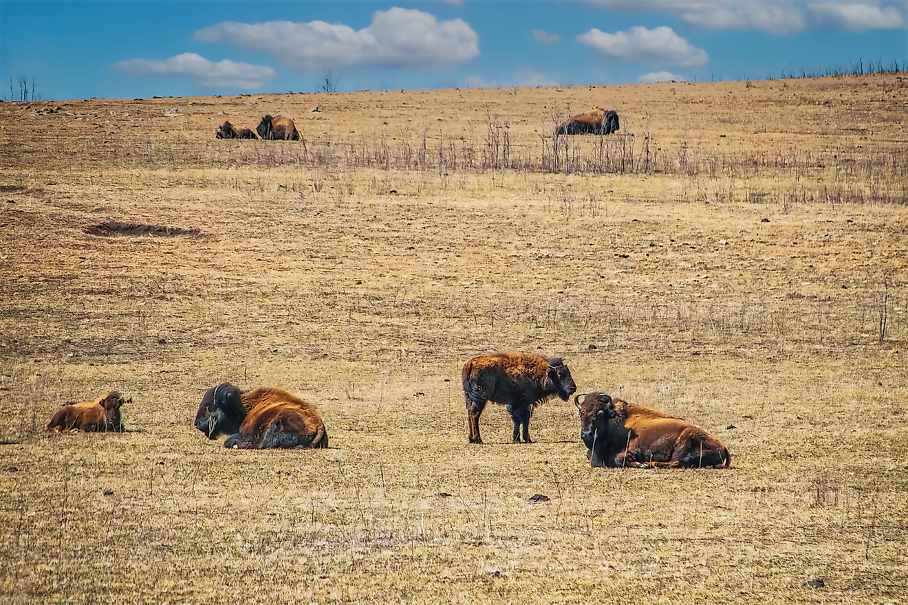 Herd of bison at Tallgrass Prairie National Preserve.