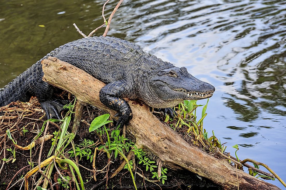 American Alligator Facts: Animals of North America - WorldAtlas