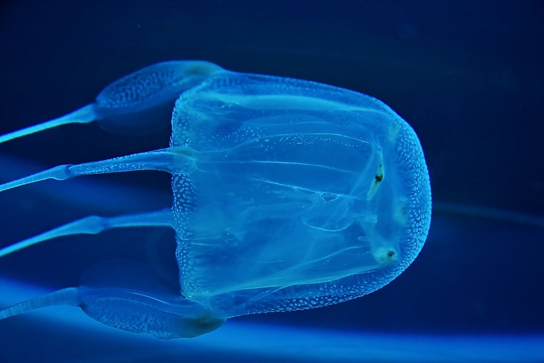 Box jelly fish photographed in aquarium.