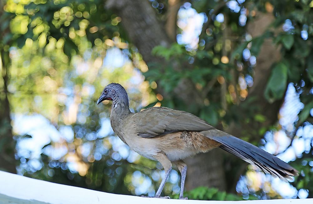 The West Mexican Chachalaca is endemic to Mexico's Pacific Coasts and neighboring parts of its interior west.