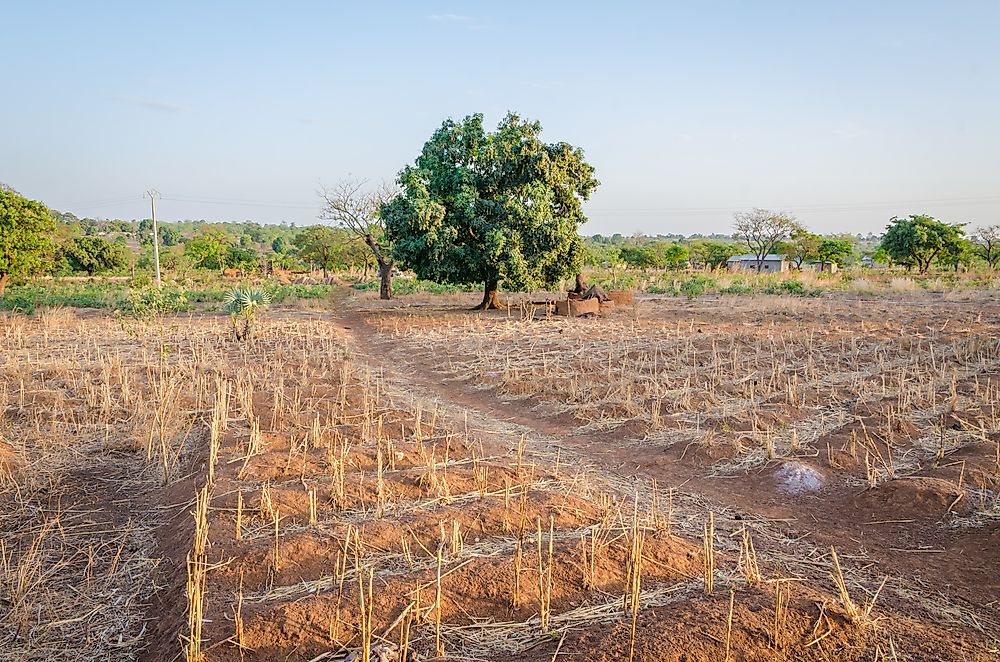 A farm in Benin. 