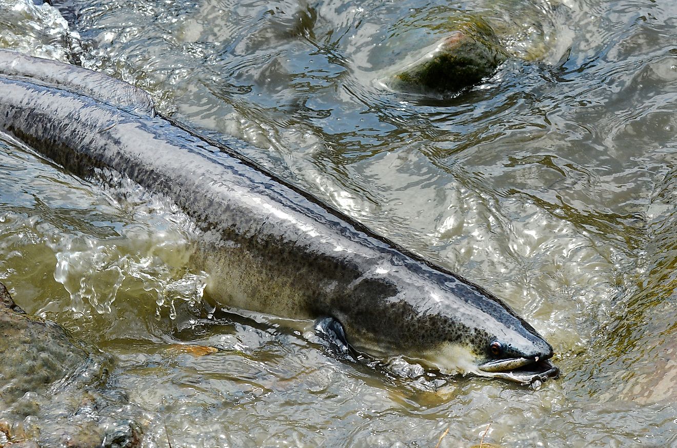 Longfin Eel feeding in a stream at Gold Coast Queensland, Australia. Image credit: ChameleonsEye/Shutterstock.com