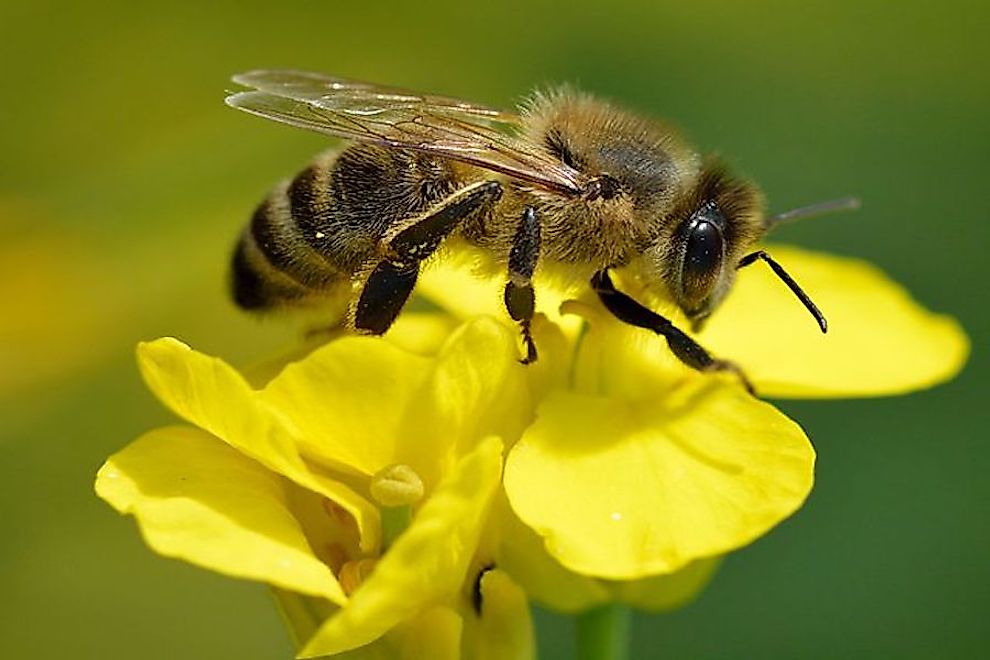 Honey bees are significant pollinators and their loss will gravely impact the growth of numerous plant species.