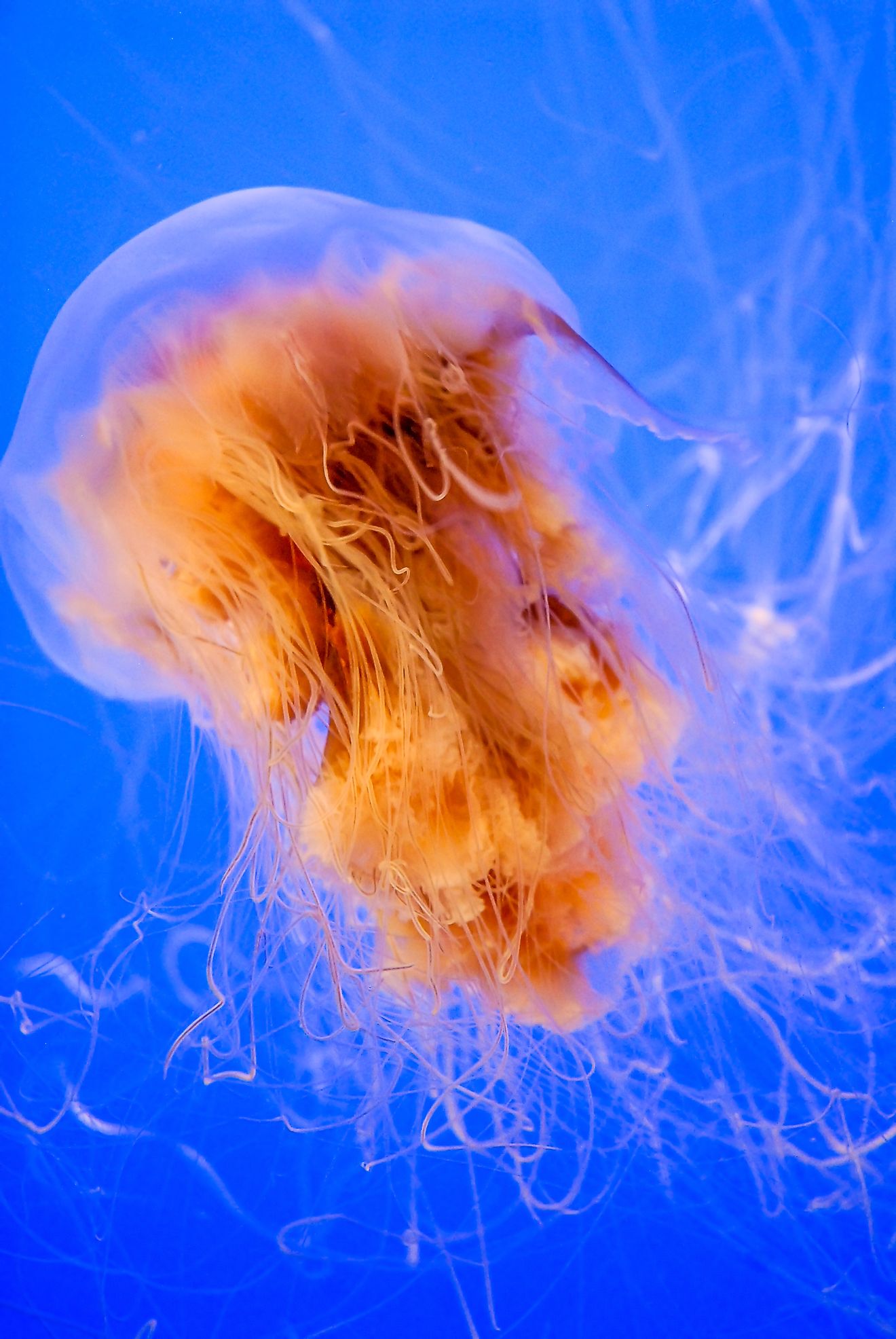 The Lion's Mane Jellyfish is named for its coloration, which has been compared to that of a lion's mane.