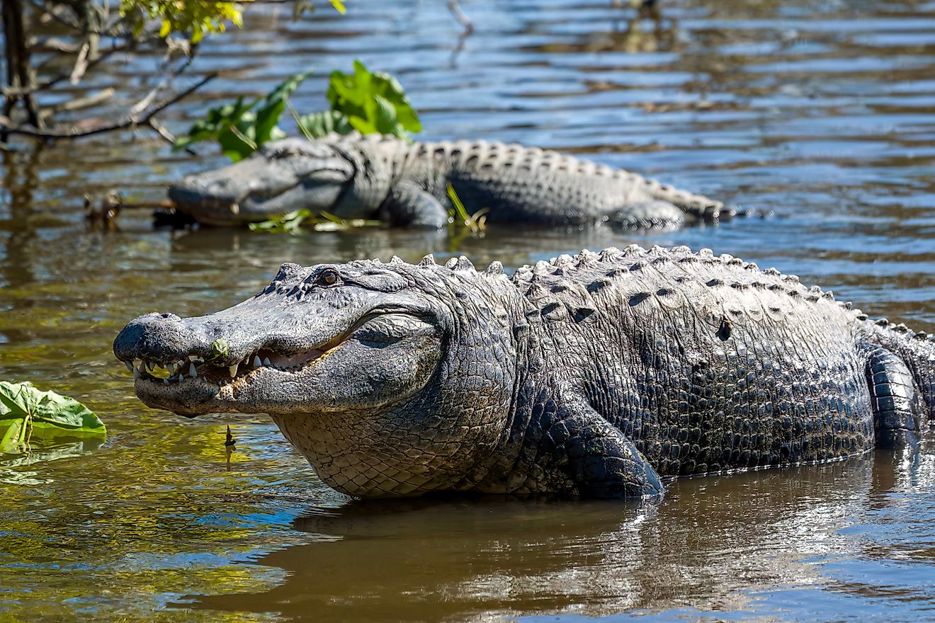 Two American alligators in a swamp.