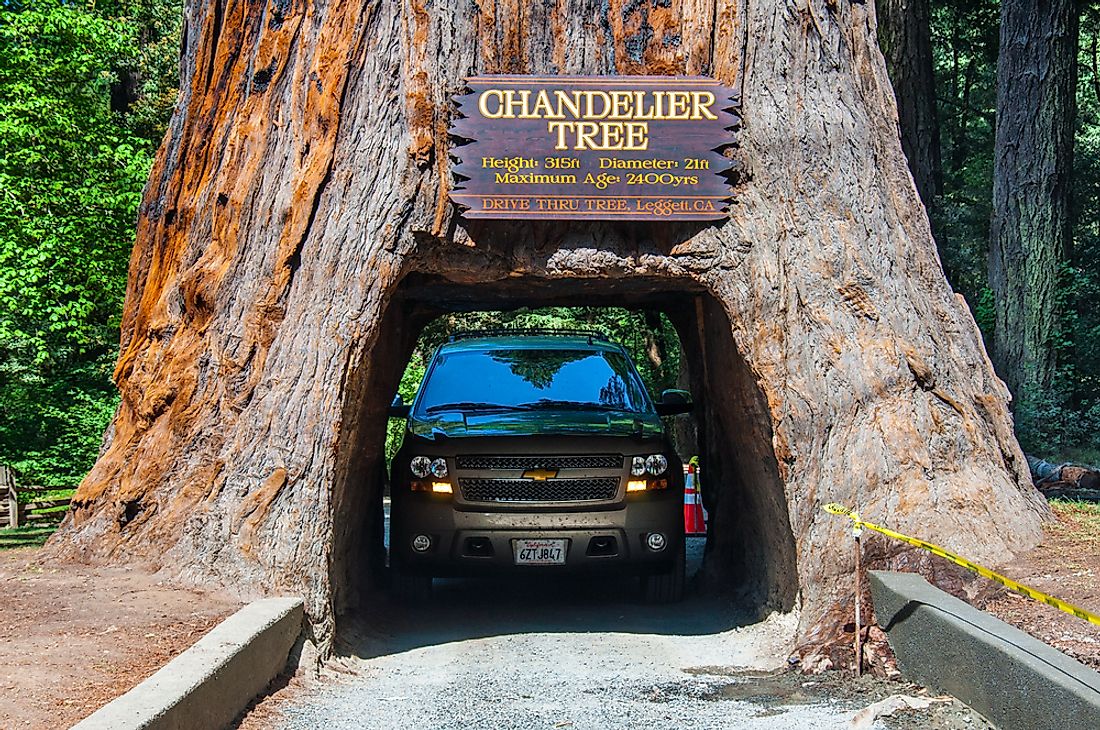 The base of the Chandelier Tree in California is wide enough for a car to drive through it. Editorial credit: Nick Fox / Shutterstock.com