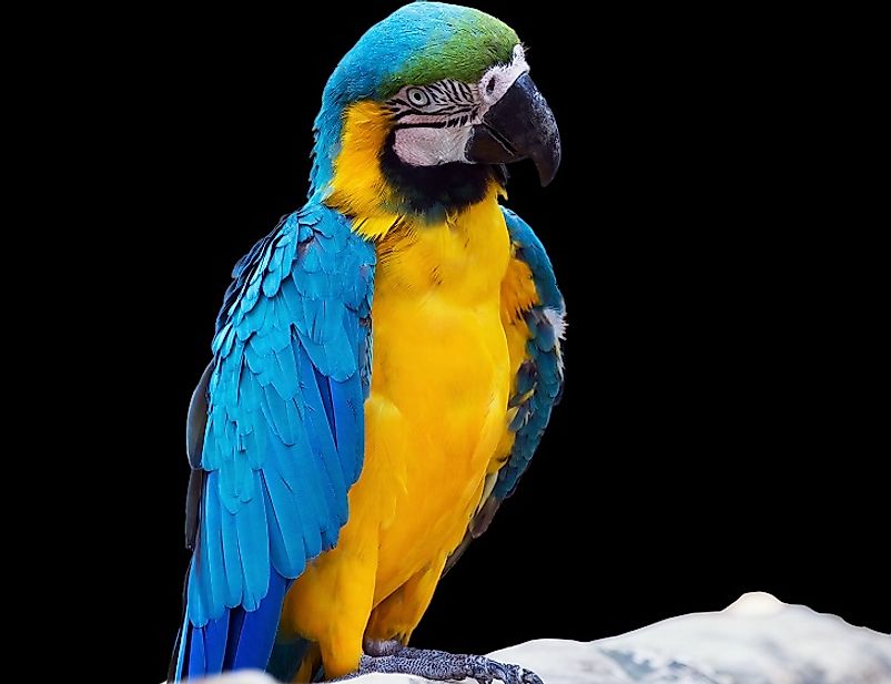 The critically endangered Blue-Throated Macaw.