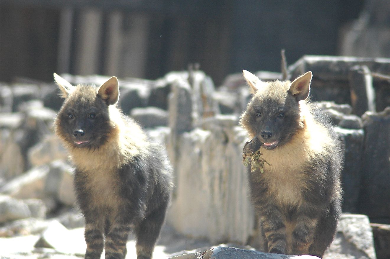 Two brown hyenas in Namibia. Image credit: Brown Hyena Research Project