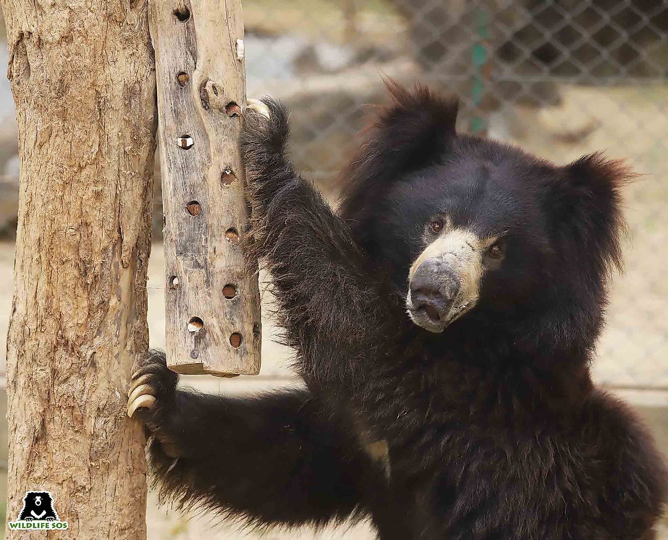 A happy Rangila at Wildlife SOS Agra Bear Rescue Facility in India. Image credit: Wildlife SOS