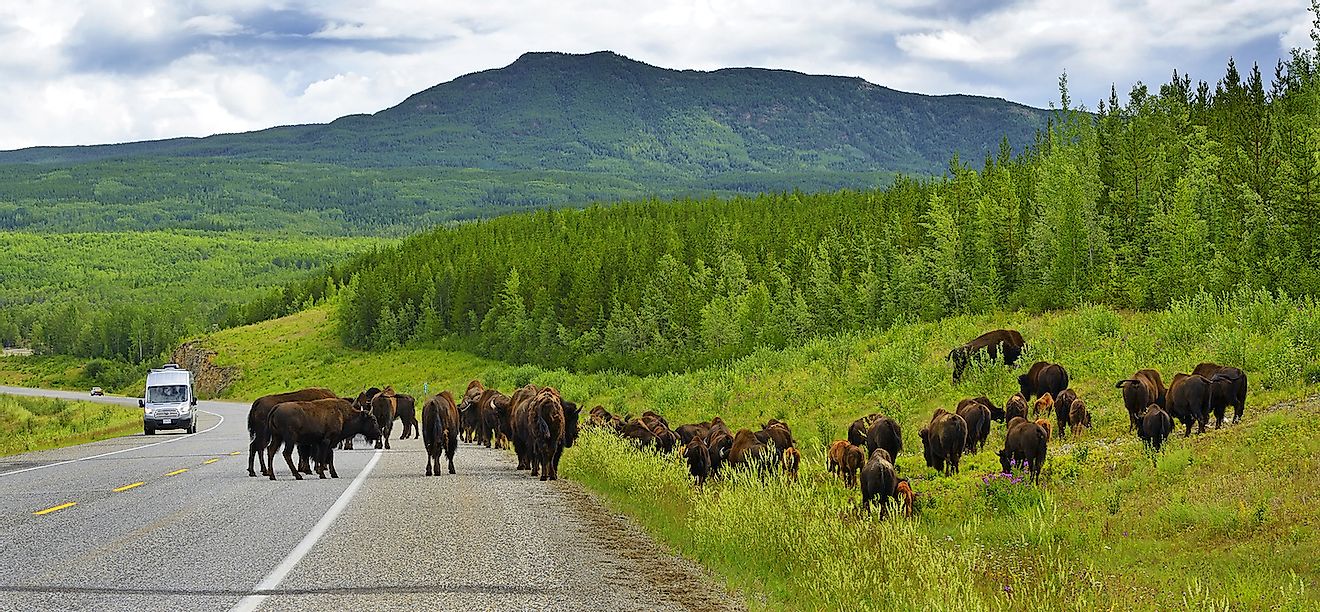 Лесной бизон (Bison bison athabascae) на шоссе Аляски.  Изображение предоставлено: Pecold / Shutterstock.com