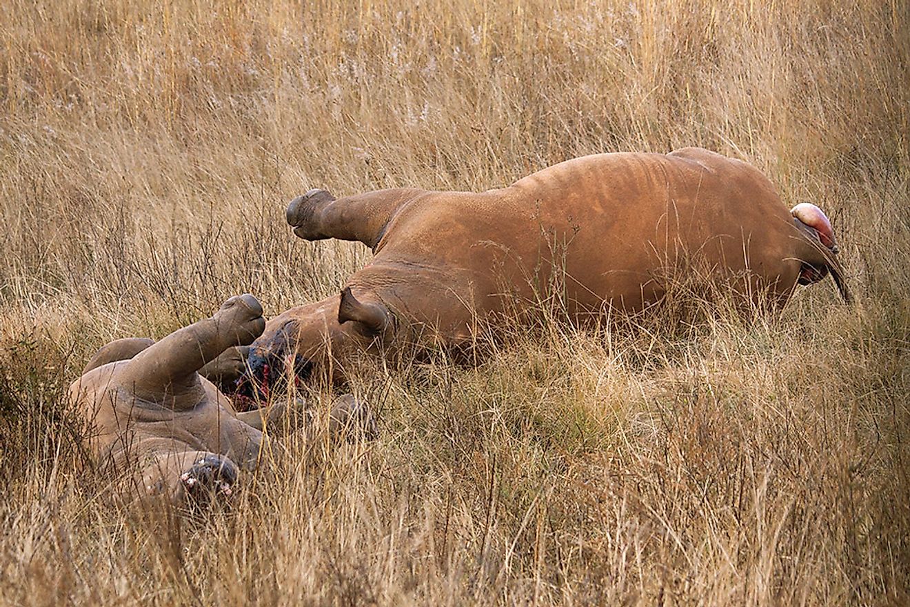 Mother and young rhinoceros killed for their horns. Image credit: Hein waschefort/Wikimedia.org