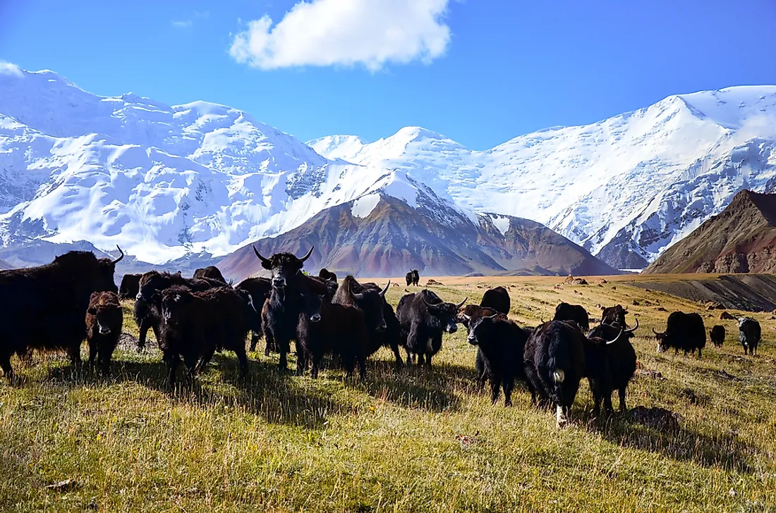 Ibn Sina is one of the tallest mountains in all of Kazakhstan. 