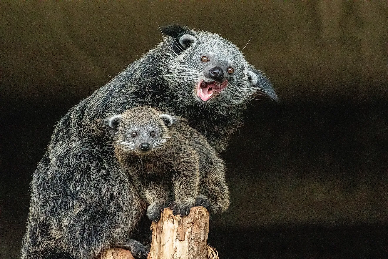 Binturong (Arctictis binturong) 
